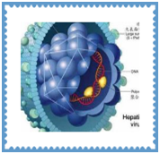 乙型肝炎的 始作俑者 hbv dna 天津市肿瘤医院 北方网企业建站