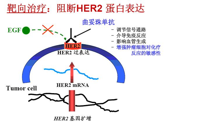 乳腺癌患者为什么要做her2检测